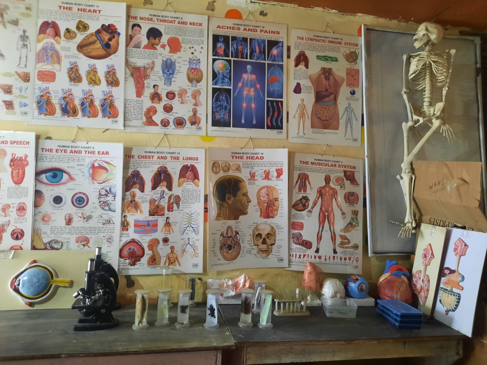 Biology laboratory with human body charts, a skeleton model, microscope and preserved specimens